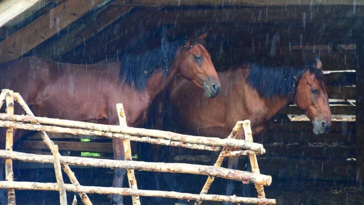 do horses need shelter from the rain