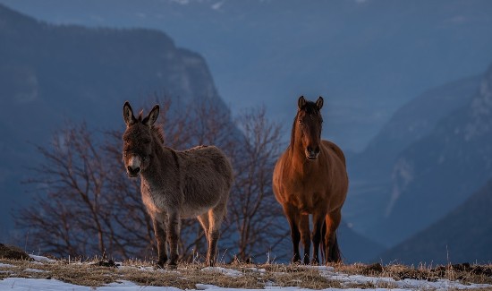 donkey and horse in the wild