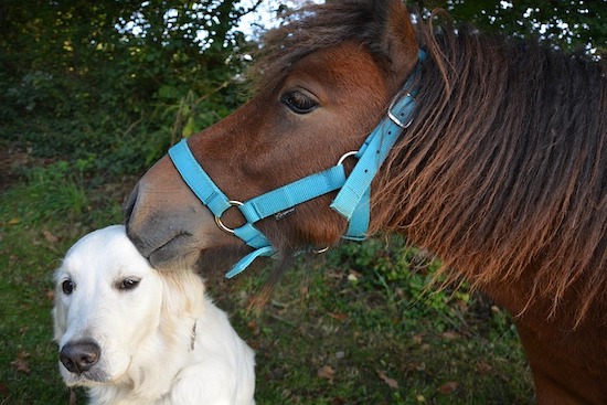horse and dog together
