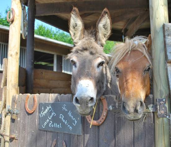 horse and donkey in stable together