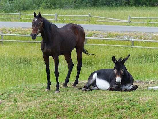 horse and donkey relaxing together