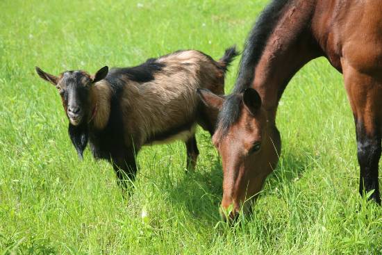 horse and goat grazing