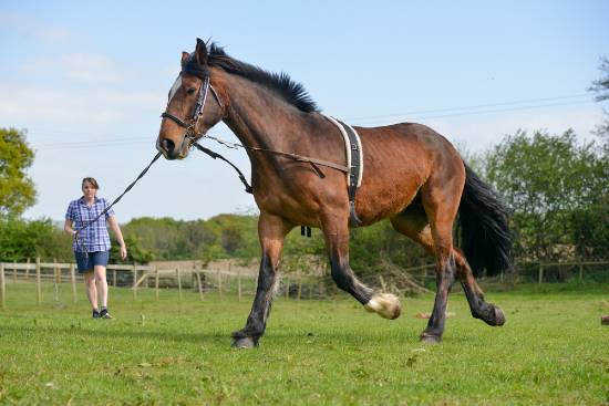 horse being exercised on lunge line