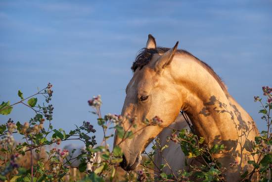 horse relaxing in field