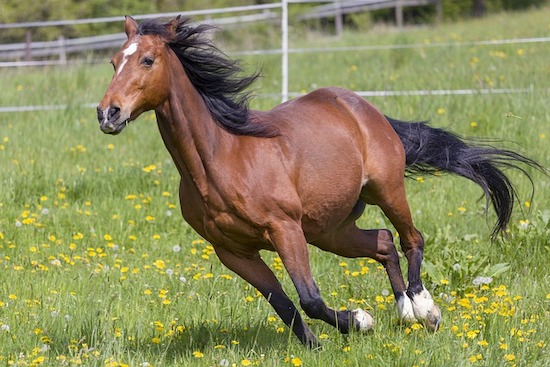 horse running in paddock