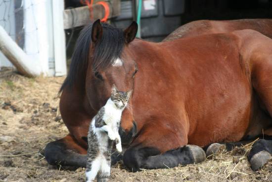 horse and cats playing together