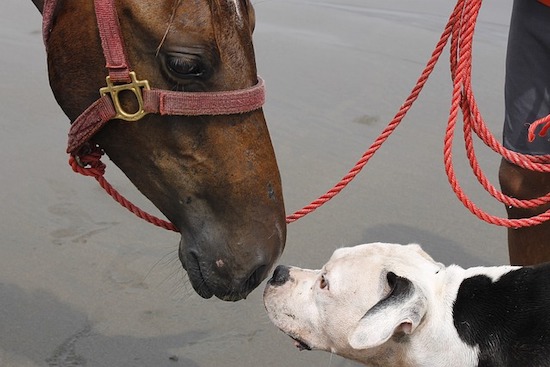 horse and dog are friends