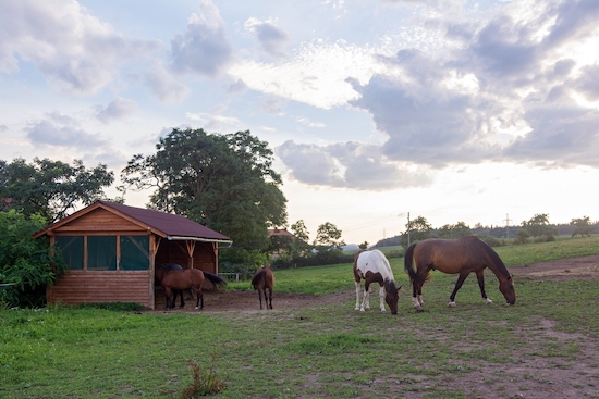 horses with shelter in a field