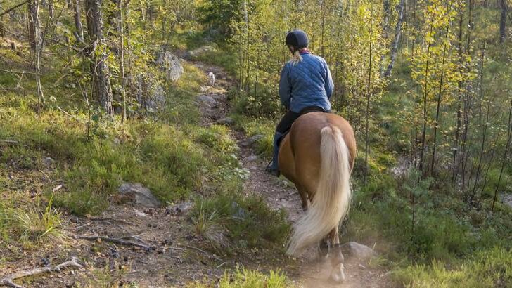 How Long Can You Ride a Horse in a Day?  6 Key Factors