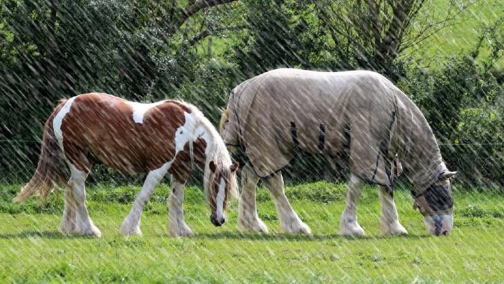 horse shivering in the rain