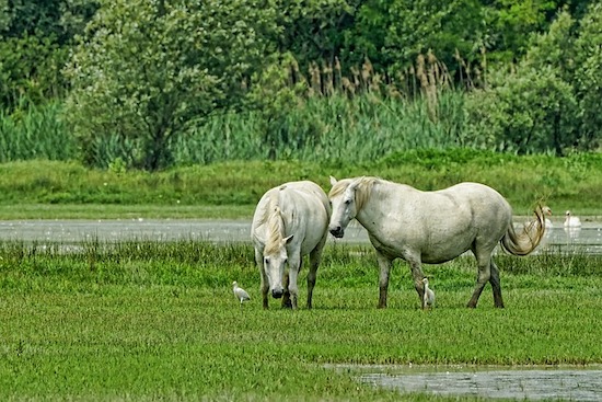 two white horses together