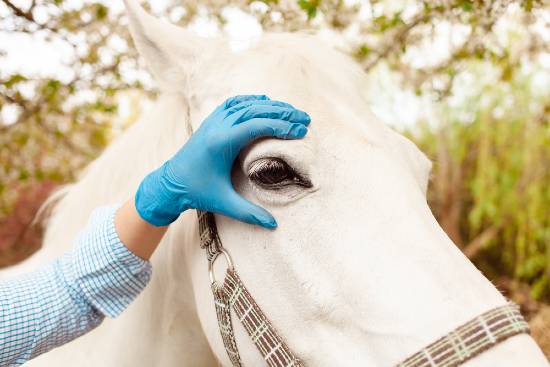 vet looking at horse eye