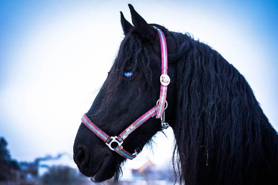 visually impaired black horse