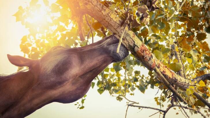 why is my horse eating tree bark