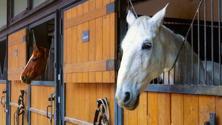 Can You Stop a Horse From Weaving?