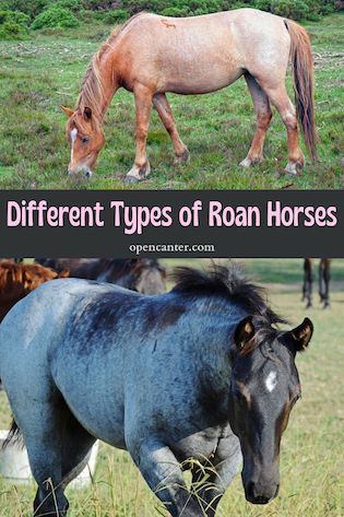 Different Types of Roan Horses