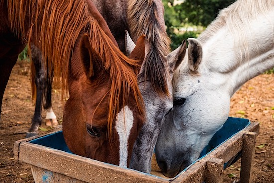 Horses feeding at a trough