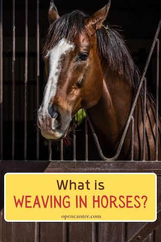 what is weaving in horses pin