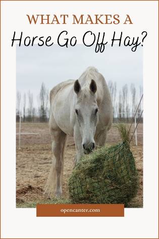What makes a horse go off hay pin