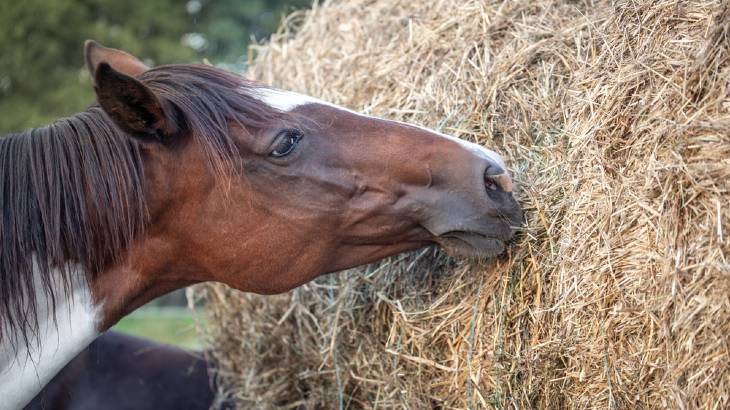 What Makes a Horse Go Off Hay? - 3 Possible Causes