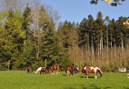 Wild Pasa Fino horses