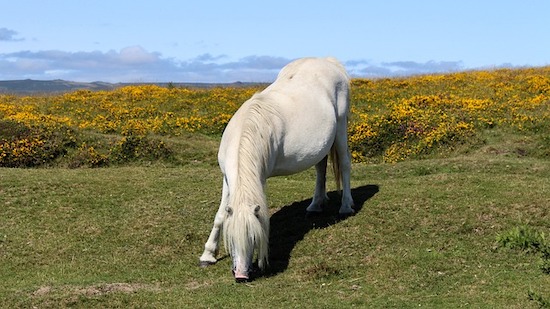 Wild horse in Dartmoor