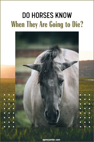 do horses know when they are going to die