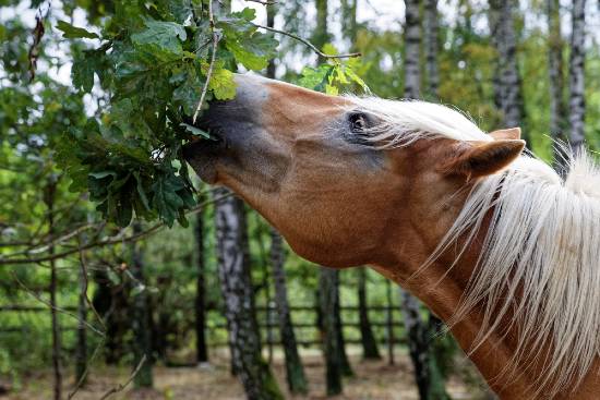 Horse eating branches