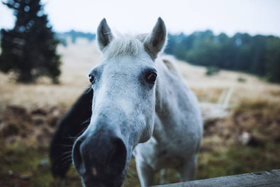 horse in the field