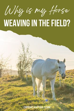 Why is my horse weaving in the field