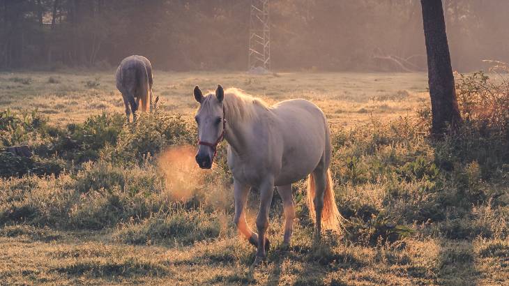 Why Is My Horse Weaving in the Field? - What Can I Do?