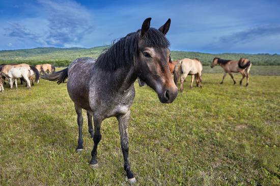 horses in herds are less likely to weave