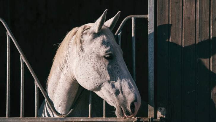Is Weaving Bad For Horses? – And Should You Prevent It?