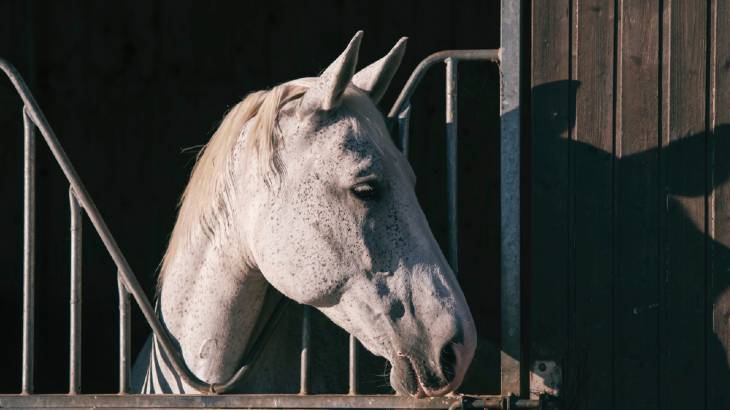 Is Weaving Bad For Horses? - And Should You Prevent It?
