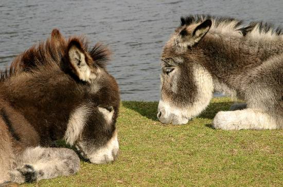 Relaxing donkeys