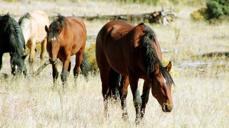What Do Horses Eat in The Wild? – How do They Survive?