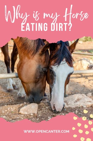 Why is my horse eating dirt