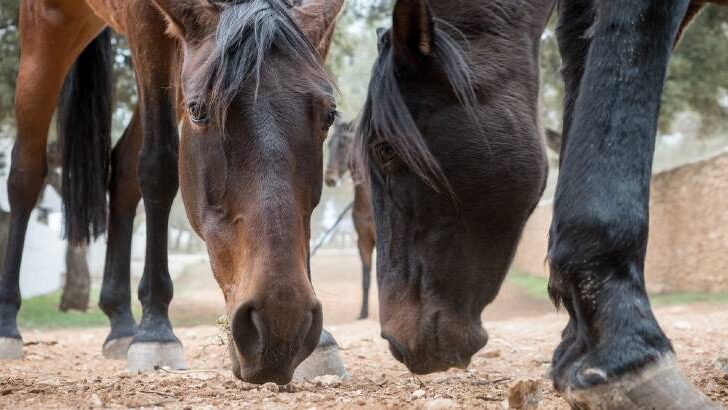 Why Is My Horse Eating Dirt? – And Is It a Problem?