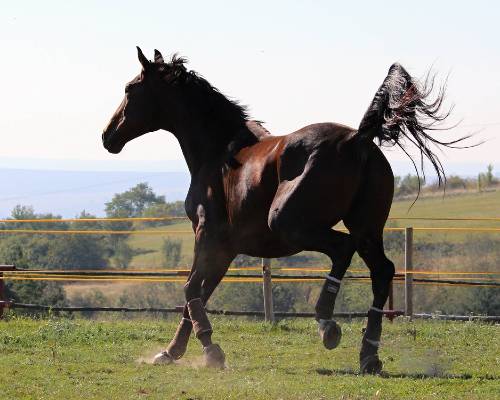 American Saddlebred horse