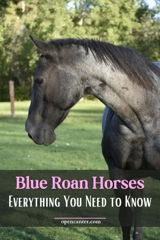Blue Roan Horses pin