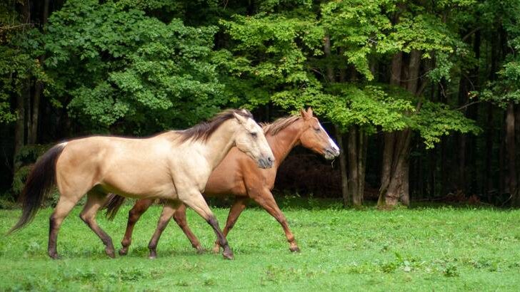 Gaited and non gaited horses