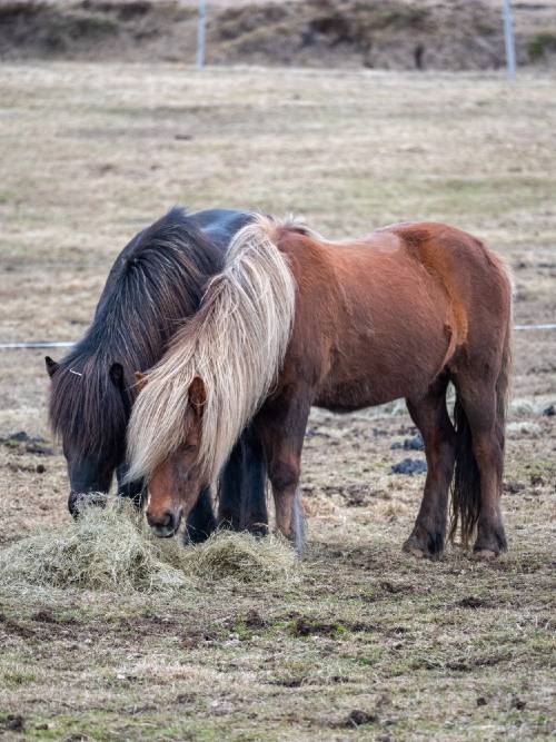 Icelandic horses are a gaited breed