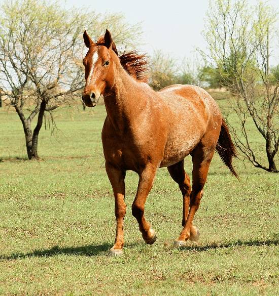 Red Roan Quarter Horse