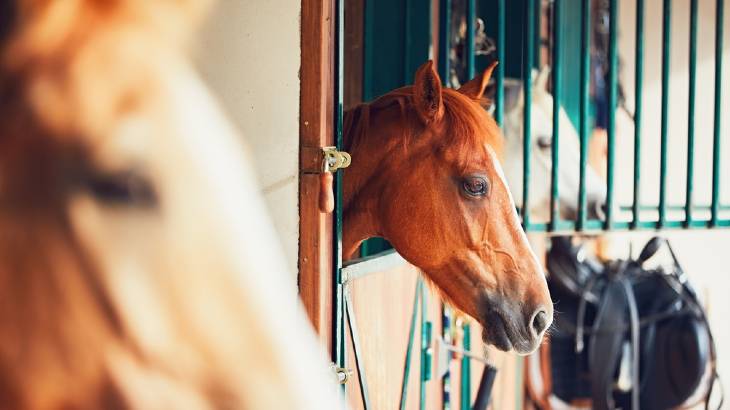 Should You Buy a Horse That Weaves? 4 Things to Consider