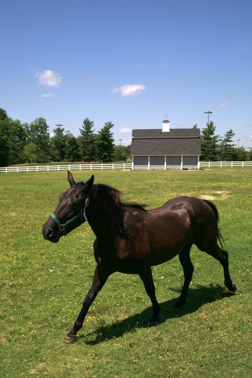 Gaited and non-gaited horses
