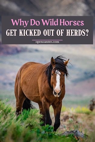 Why Do Wild Horses get kicked out of herds