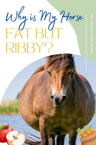 Why is My Horse Fat but Ribby pin