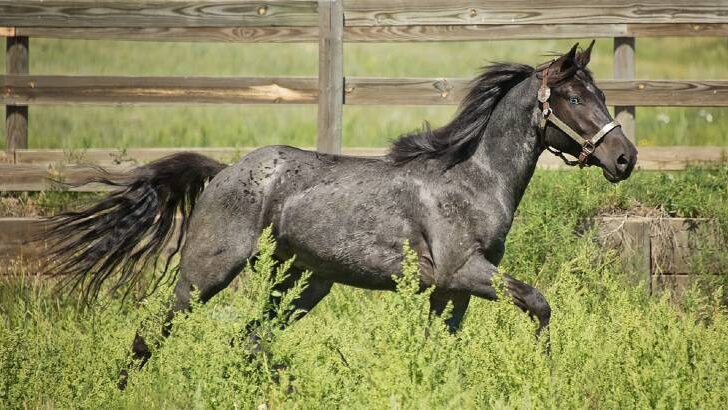 Blue Roan Horse 101 – Everything You Need To Know