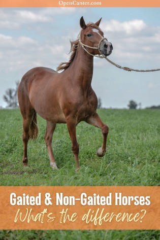 gaited and non gaited horses