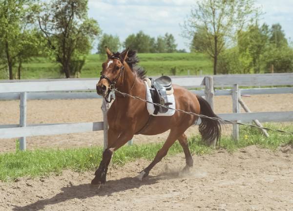 horse being exercised on the lunge